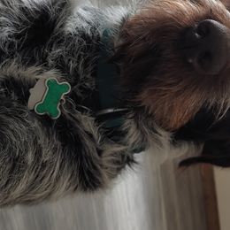 griff - Wirehaired Pointing Griffon