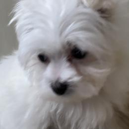 Biewer Terriers, Miniature Schnauzers, Morkies, and Yorkshire Terriers from Blue Ridge Mountain Puppies
