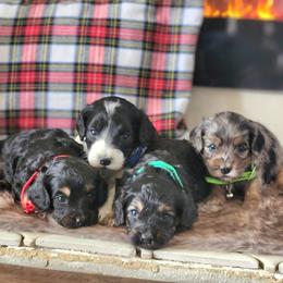 Cavapoo puppies from Barnyard Dachshunds, Dals & Doodles