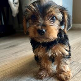 Sammy - Black and gold male Yorkshire Terrier puppy in Surprise, Arizona from Blooming Beauties 🌼