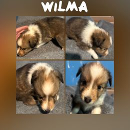 Wilma - Sable and white female Shetland Sheepdog puppy in Pensacola, Florida from Nancy Barger's Siberian Huskies