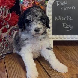 Drk Green - Milo - Merle male Goldendoodle puppy in Jasper, Georgia from Owen Doodles