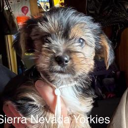 Cinnamon (white) - Black and tan male Yorkshire Terrier puppy in South Lake Tahoe, California from Sierra Nevada Yorkies