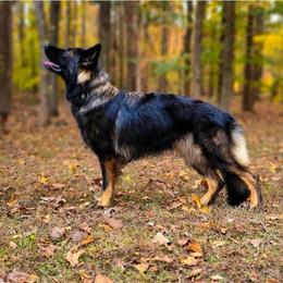 Josie - German Shepherd