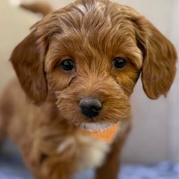 Fi - Apricot female Goldendoodle puppy in Mona, Utah from Hearts Full of Puppies