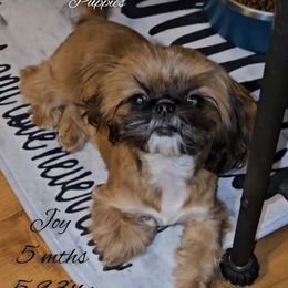 Joy - Shih Tzu