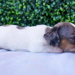 Linus - Dapple male Dachshund puppy in Apple Valley, California from Socaldoxies