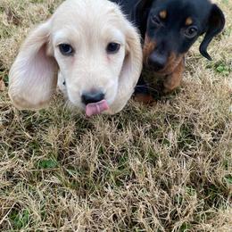 Dachshund Puppies from Meldox