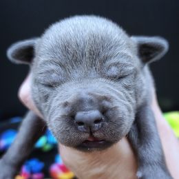 F3 - Blue female Staffordshire Bull Terrier puppy in Dallas, Texas from Wild Blue Staffords