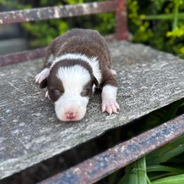 Boy 2 - red and white - White and red male Border Collie puppy in Minden, Iowa from Rocking N Registered Border Collies & Labradors