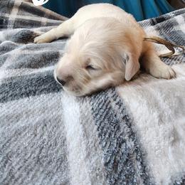 White - Golden female Golden Retriever puppy in Lucasville, Ohio from Halo Kennels