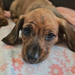 Brindle Girl - Brindle female Dachshund puppy in Woodland, Washington from SJs Dachshunds