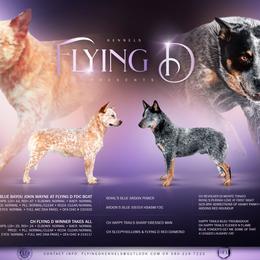 Australian Cattle Dog puppies from Flying D Kennels