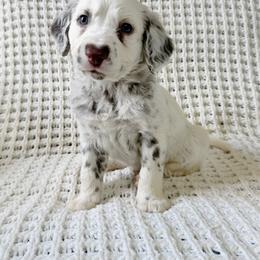 Pothos - LUA long coat liver - White and liver brown male Dalmatian puppy in Jefferson, Georgia from Spotted Jewels Dalmatians