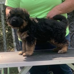 Fire (red collar) - Black and red female German Shepherd puppy in King, North Carolina from Golly-G German Shepherds