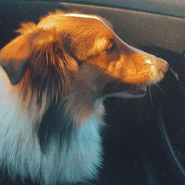 Selene - Shetland Sheepdog