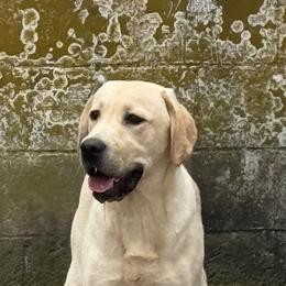 Labrador Retriever puppies from Barbihaus Kennels