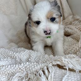 Romeo - Blue merle male Miniature American Shepherd puppy in Henrietta, New York from Morning Glory Minis