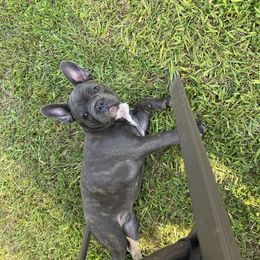 French Bulldog All Grown Up from Hogue's Family Frenchie's