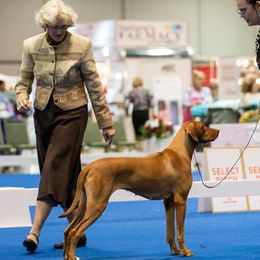 Rhodesian Ridgebacks from Reflection Rhodesian Ridgebacks