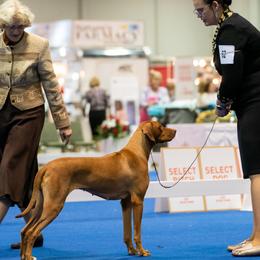 Rhodesian Ridgebacks from Reflection Rhodesian Ridgebacks