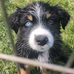 Eddie - Black tri-color male Australian Shepherd puppy in Elverson, Pennsylvania from Blosenski Aussies
