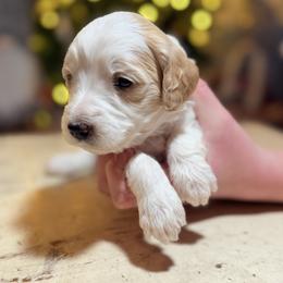 Bluey (Teal) - female Golden Mountain Doodle puppy in Twin Falls, Idaho from Magic Valley Family Doodles