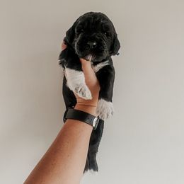 Skattebo - Black and white male Sheepadoodle puppy in Wabash, Indiana from DOODCompany