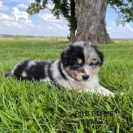 Australian Shepherd, Miniature American Shepherd, and Toy Australian Shepherd Puppies from OR Aussies