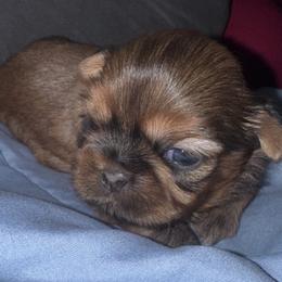Gru - Red male Shih Tzu puppy in Hendersonville, Tennessee from Peekaboo Farms