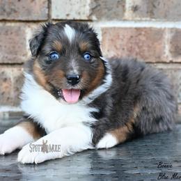 Bonnie - Blue merle female Australian Shepherd puppy in Wichita Falls, Texas from Spotted Mule Aussies