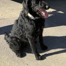 Nic - Labradoodle