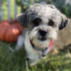 Fin - Shichon