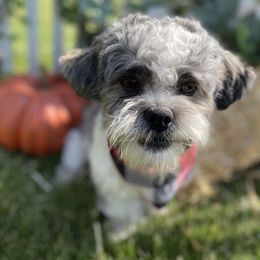 Fin - Shichon