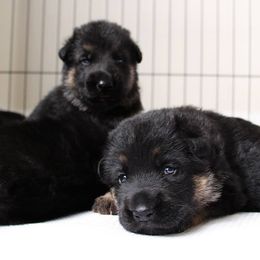 German Shepherd Puppies from Neuanfang German Shepherd Dogs