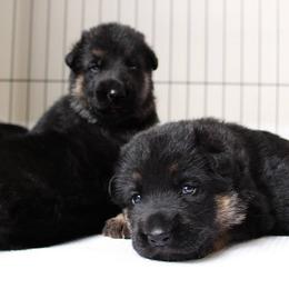 German Shepherd Puppies from Neuanfang German Shepherd Dogs