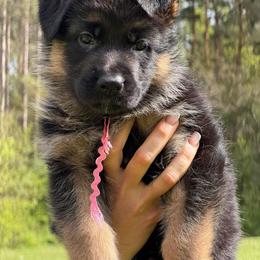 Pink female - Black and red female German Shepherd puppy in Louisville, Kentucky from Haus of Beautiful Chaos German Shepherds