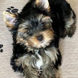 Yorkshire Terriers from Eastern Oregon Yorkshire Terriers