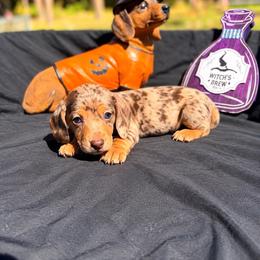 Sarabi AKC 5,500 - Dapple female Dachshund puppy in Indian Trail, North Carolina from Hilda’s Teenie Weenies