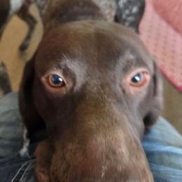 Hobo - German Shorthaired Pointer