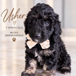 Usher - Tri-color male Bernedoodle puppy in Miami, Florida from Jade’s Paws & Co. Of Miami LLC