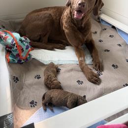 Chesapeake Bay Retriever Puppies from Blue Skye Chesapeakes