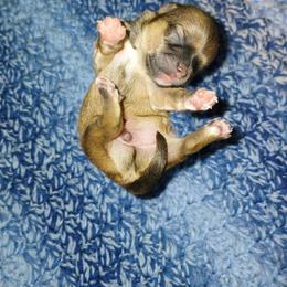 Giovanni (The Little Prince) - Sable male Shih Tzu puppy in Jacksonville, North Carolina from Charming Southern Shih Tzu