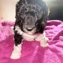 Honey - Parti female Poodle puppy in Meadowbrook, California from Standard Poodle Pups