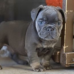 Boy 4 - male French Bulldog puppy in Fort Oglethorpe, Georgia from Jhuntfrenchies