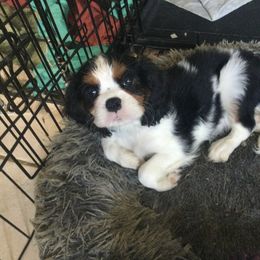 Harold - Cavalier King Charles Spaniel puppy from Country Candy Cavaliers
