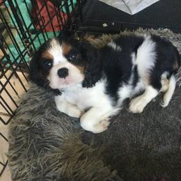 Harold - Cavalier King Charles Spaniel puppy from Country Candy Cavaliers