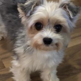Yorkshire Terriers from Katherine's Yorkies