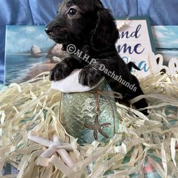 Dachshund Puppies from M.H.P Dachshunds