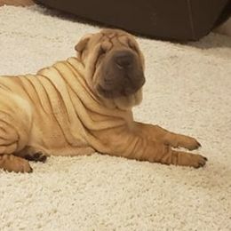 Chinese Shar-Pei from Northwest Arkansas Shar Pei